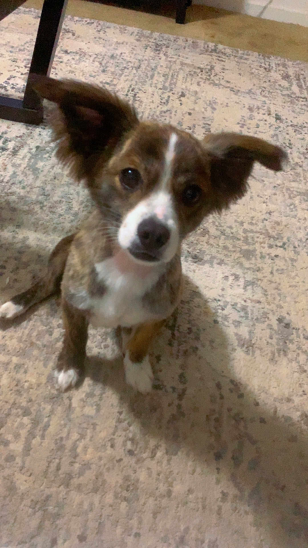 Biscuit