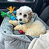 Bodie is registered to the contest to win money with this photo: dog, pet, curly_hair, toy, car_interior, pet_bed, rope_toy, white_dog, tan_dog, cute, fluffy, seatbelt, leather_seat, relaxed, looking_at_camera, indoor, cozy, companion, animal, travel