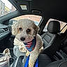 Bodie is registered to the contest to win money with this photo: dog, pet, car_interior, seat, bandana, leash, window, rain, raindrops, center_console, black_leather, curly_fur, cute, animal, indoor, vehicle, front_seat, travel, companion, domestic_animal
