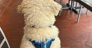 Bodie joined the competition — help win amazing prizes! dog, curly_fur, white_dog, harness, blue_harness, chair, woven_chair, outdoor, patio, table, people, background, floor, red_floor, leash, pet, animal, daylight, casual, restaurant