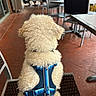 dog, curly_fur, white_dog, harness, blue_harness, chair, woven_chair, outdoor, patio, table, people, background, floor, red_floor, leash, pet, animal, daylight, casual, restaurant