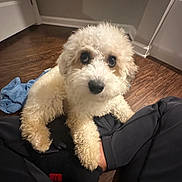 Bodie joined the competition — help win amazing prizes! dog, puppy, fluffy, curly_fur, indoor, wooden_floor, person, pants, sock, paw, blue_towel, door, baseboard, adorable, pet, looking_up, home, cute, companion, animal