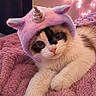 cat, unicorn_hat, pink_blanket, fairy_lights, fluffy, cute, pet, indoor, cozy, animal, costume, purple, soft_texture, relaxed, whiskers, feline, adorable, sleepy, closeup, domestic_cat