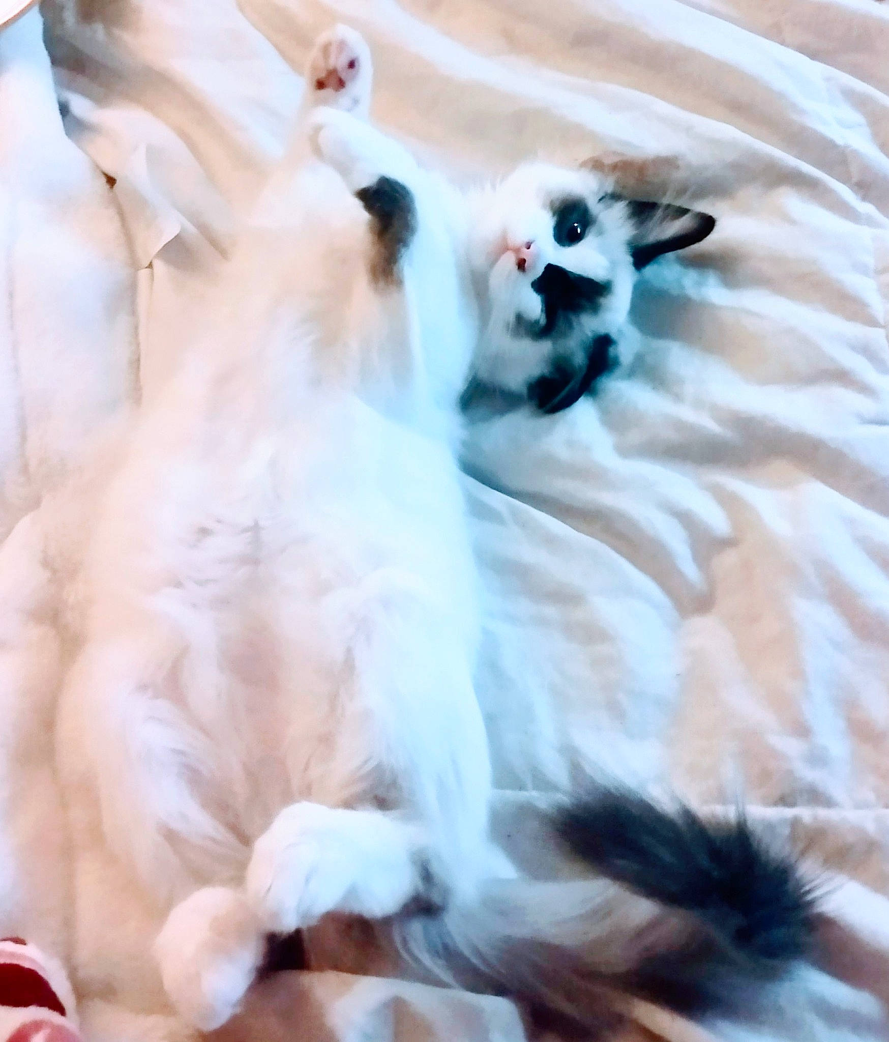 Shasta joined the competition — help win amazing prizes! canidae, carnivore, comfort, companion_dog, dog, dog_breed, dog_supply, fawn, felidae, fur, linens, non_sporting_group, paw, small_to_medium_sized_cats, sporting_group, tail, whiskers