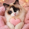Shasta is registered to the contest to win money with this photo: cat, fluffy, blue_eyes, pink, heart_shaped_pillow, blanket, cozy, cute, pet, animal, domestic_cat, portrait, soft_texture, warm_lighting, bokeh, indoor, feline, close_up, resting, adorable