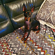 Ruby participe au concours pour gagner de l'argent avec cette photo : black_dog, blanket, colorful_blanket, companion, cozy, decorative_pillow, dog, ears_up, furniture, home, indoor, leather_couch, looking_at_camera, pet, pillow, resting_spot, sitting, small_dog, tan_markings, zigzag_pattern
