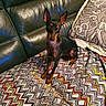 black_dog, blanket, colorful_blanket, companion, cozy, decorative_pillow, dog, ears_up, furniture, home, indoor, leather_couch, looking_at_camera, pet, pillow, resting_spot, sitting, small_dog, tan_markings, zigzag_pattern