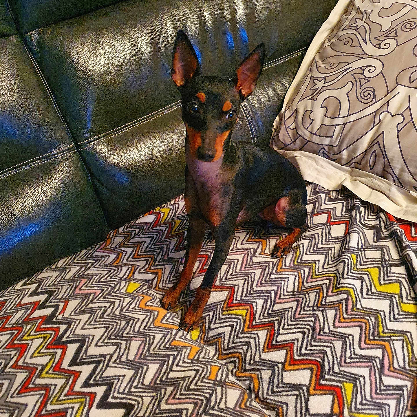 Ruby participe au concours pour gagner de l'argent avec cette photo : black_dog, blanket, colorful_blanket, companion, cozy, decorative_pillow, dog, ears_up, furniture, home, indoor, leather_couch, looking_at_camera, pet, pillow, resting_spot, sitting, small_dog, tan_markings, zigzag_pattern