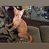 cat, orange_cat, tabby, pet, animal, sitting, couch, sofa, living_room, indoor, portrait, upright, whiskers, ears, tail, fur, glass_table, coffee_table, remote_control, home_decor