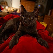 Ellie is registered to the contest to win money with this photo: cat, gray_cat, pet, indoor, red_blanket, yellow_eyes, feline, animal, relaxed, cozy, closeup, portrait, fur, whiskers, bedroom, furniture, domestic, curious, lying_down, soft_lighting