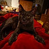 cat, gray_cat, pet, indoor, red_blanket, yellow_eyes, feline, animal, relaxed, cozy, closeup, portrait, fur, whiskers, bedroom, furniture, domestic, curious, lying_down, soft_lighting