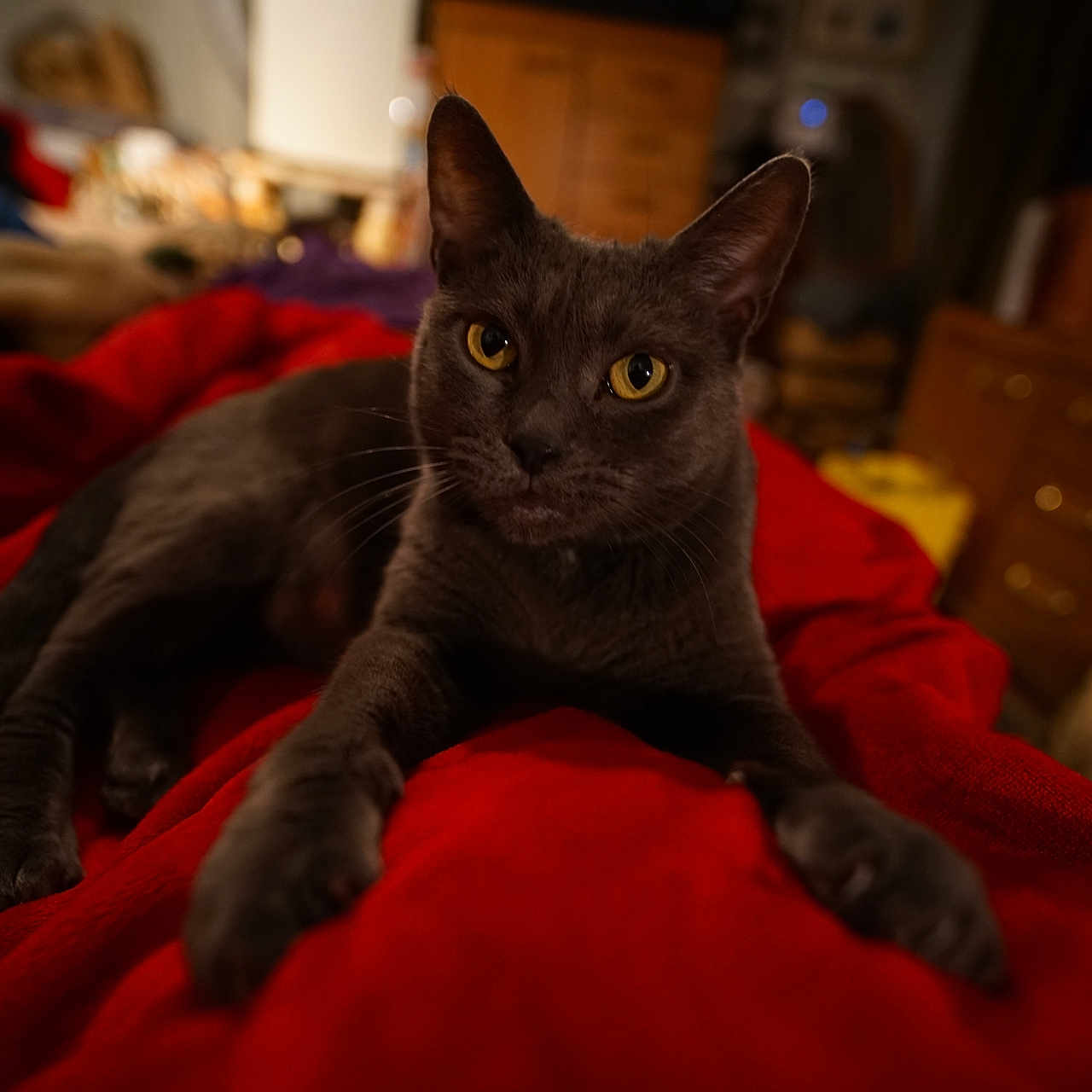 Ellie is registered to the contest to win money with this photo: cat, gray_cat, pet, indoor, red_blanket, yellow_eyes, feline, animal, relaxed, cozy, closeup, portrait, fur, whiskers, bedroom, furniture, domestic, curious, lying_down, soft_lighting