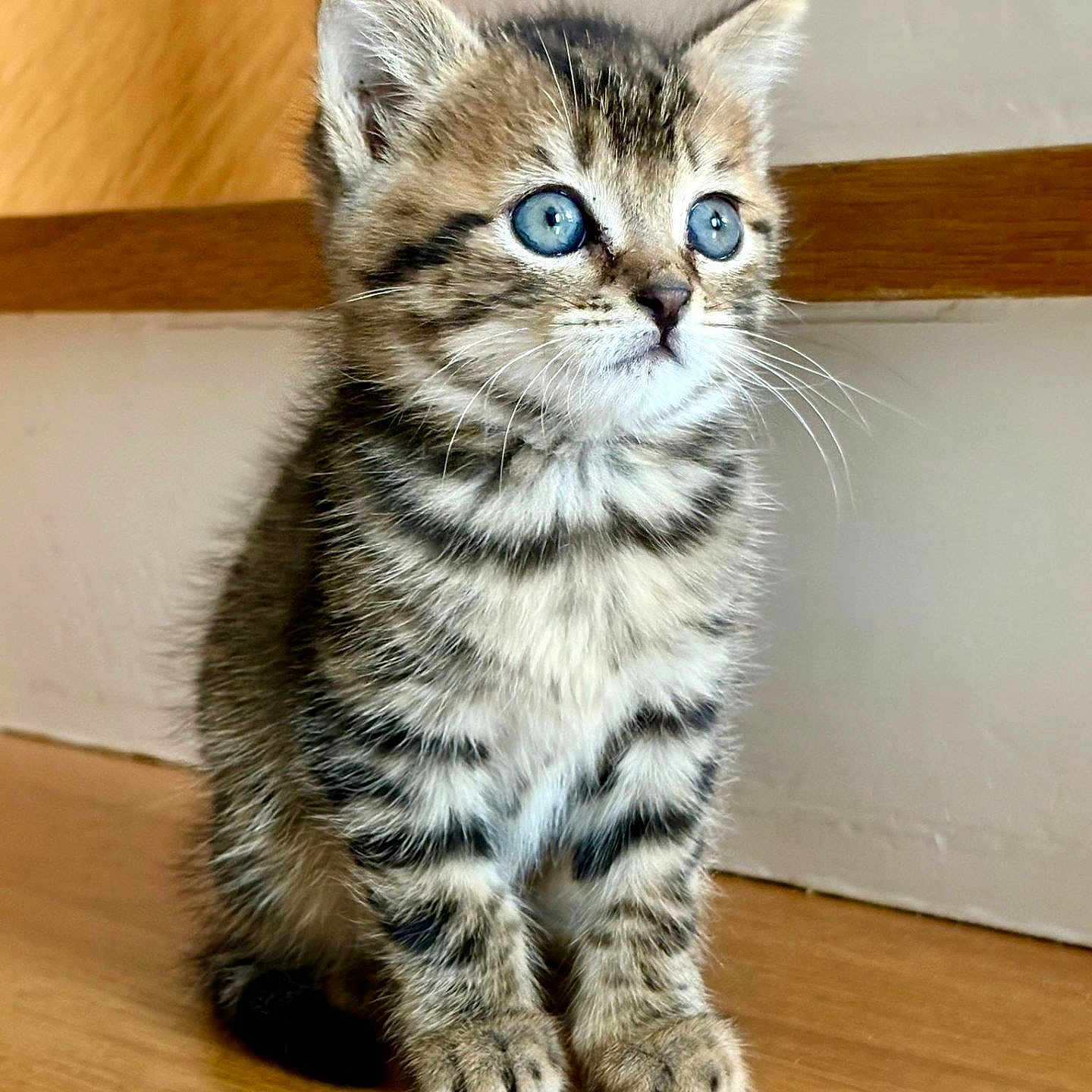 Alvin participe au concours pour gagner de l'argent avec cette photo : kitten, cat, tabby, blue_eyes, fur, whiskers, ears, paws, wooden_floor, indoor, pet, animal, cute, small, young, feline, sitting, curious, portrait, mammal