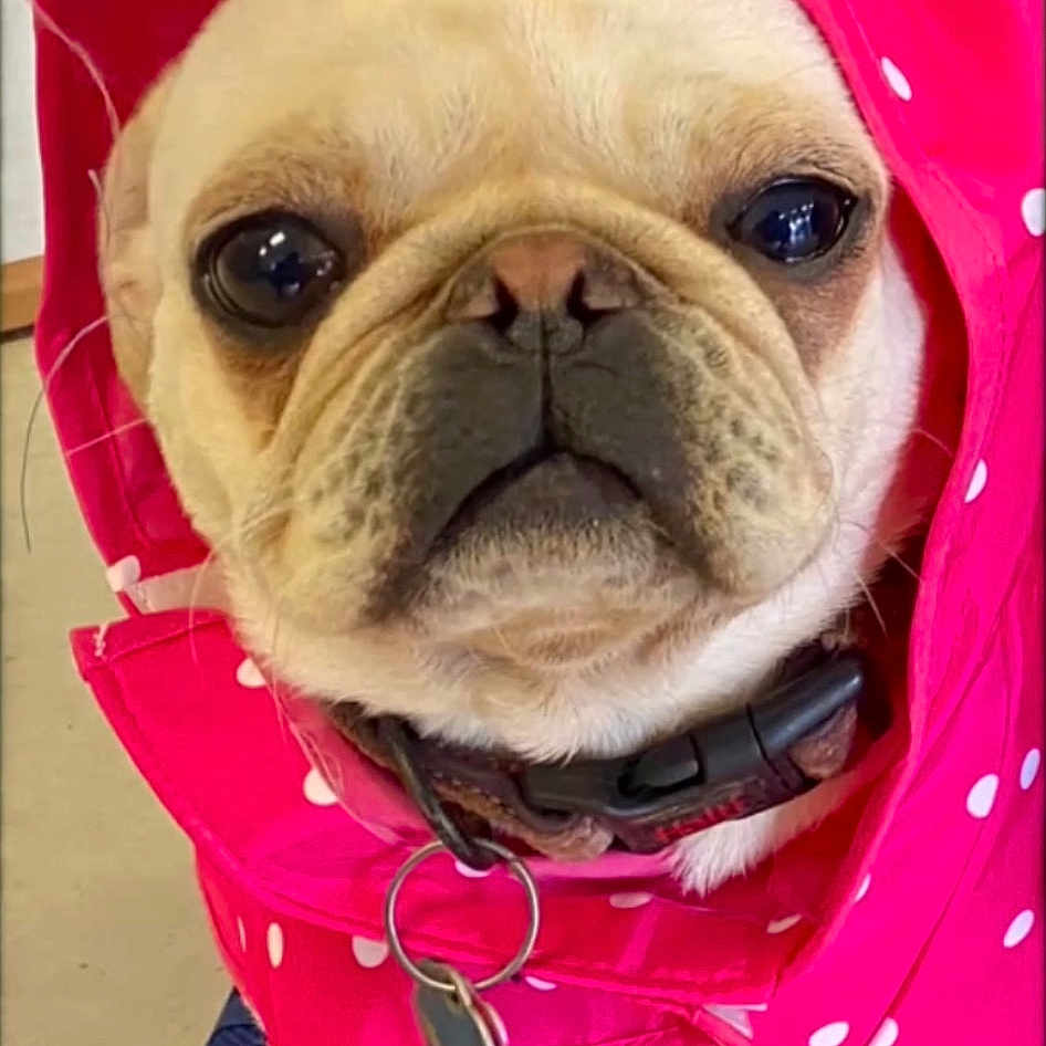 Peppa The Pug