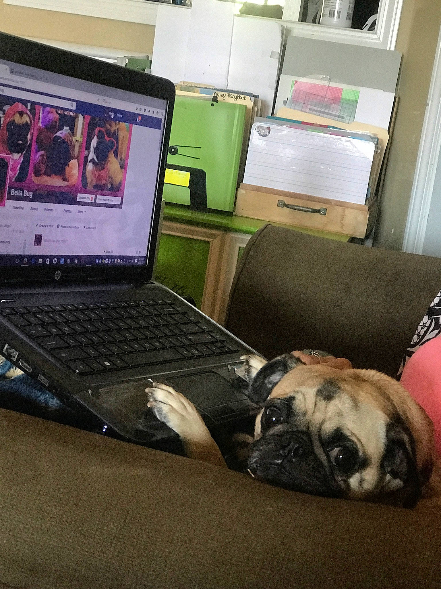 Bella Bug Bone is registered to the contest to win money with this photo: carnivore, comfort, companion_dog, computer, computer_hardware, display_device, dog, dog_breed, flooring, gadget, input_device, laptop, netbook, office_equipment, output_device, peripheral, personal_computer, pug, space_bar, touchpad