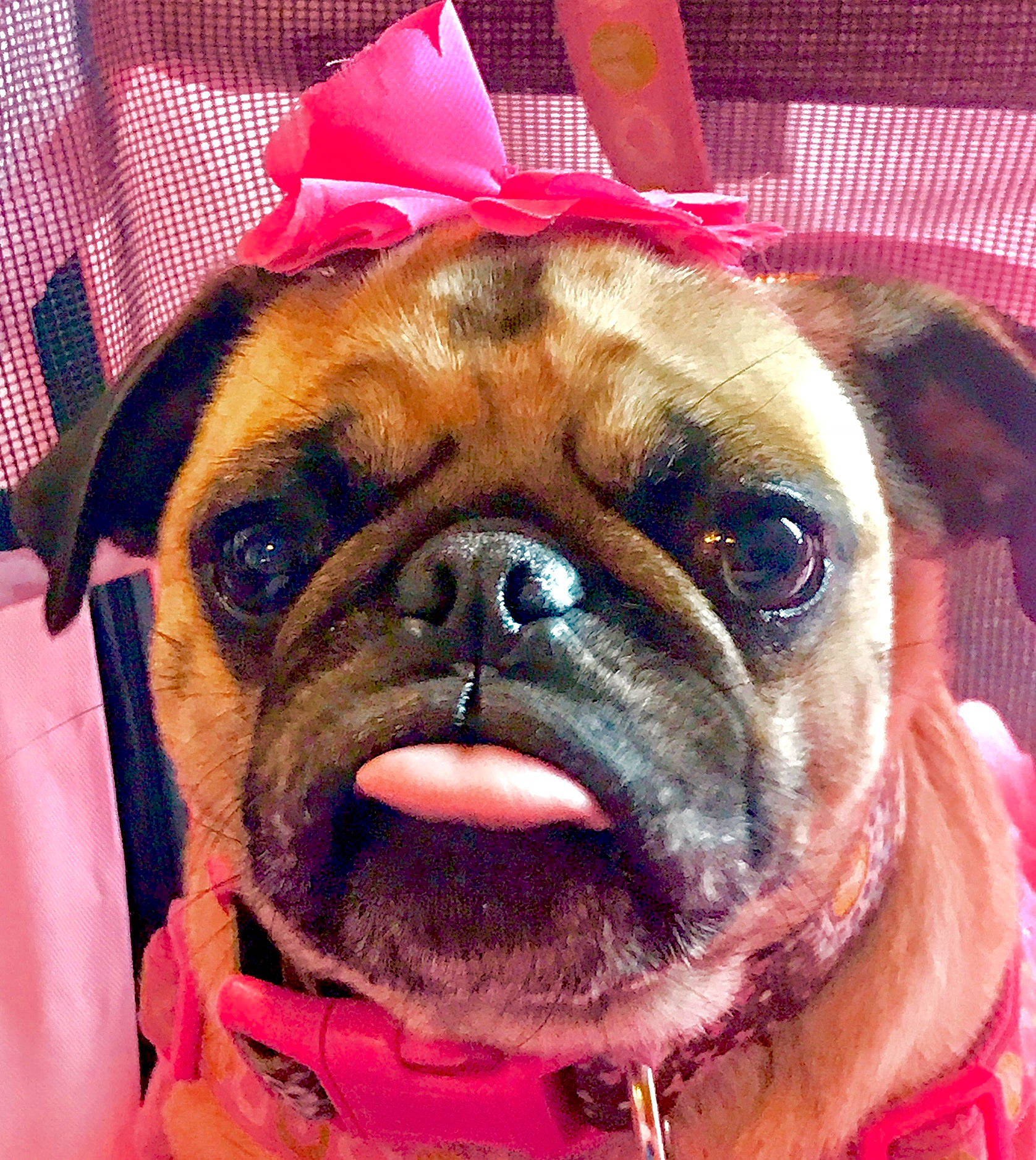 Bella Bug Bone joined the competition — help win amazing prizes! bulldog, canidae, carnivore, collar, companion_dog, dog, dog_breed, dog_collar, dog_supply, fawn, non_sporting_group, old_english_bulldog, pink, puppy, snout, sporting_group, whiskers, working_animal, working_dog, wrinkle