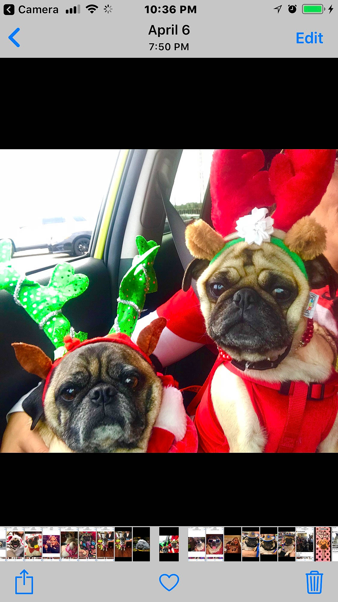 Bella Bug Bone is registered to the contest to win money with this photo: car, carnivore, companion_dog, dog, dog_breed, event, fawn, green, magenta, non_sporting_group, photo_caption, photograph, photography, pug, selfie, snapshot, snout, toy_dog, vehicle, working_animal