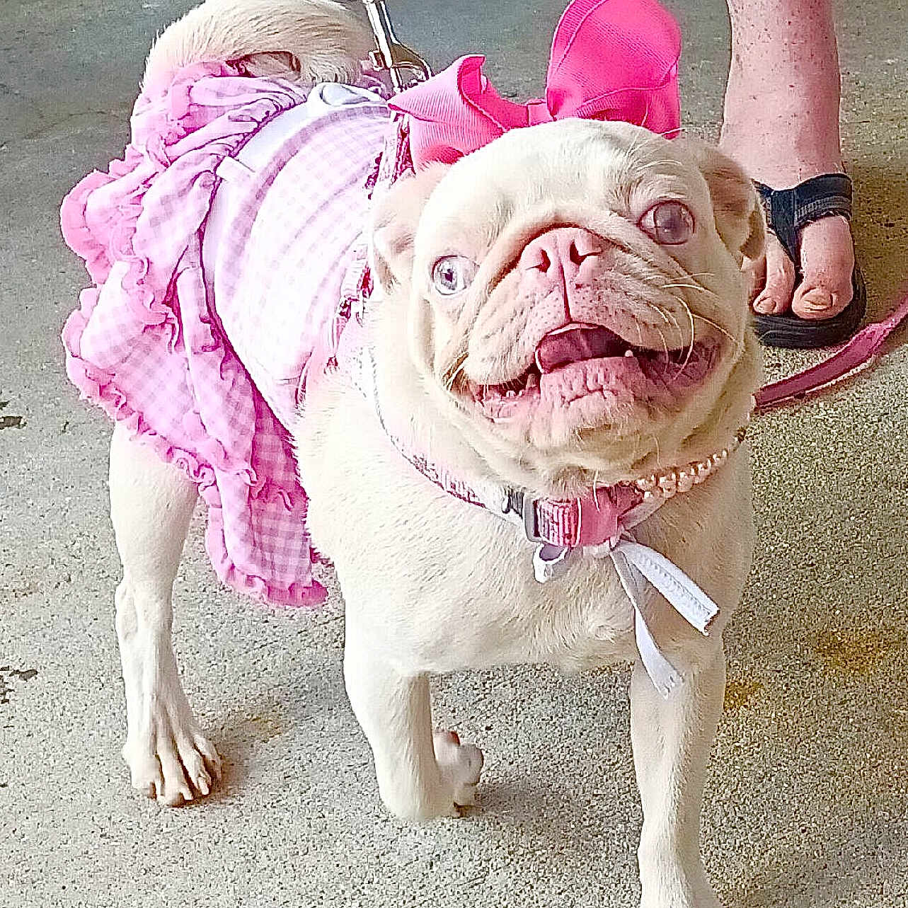 Pinky Pugtunia