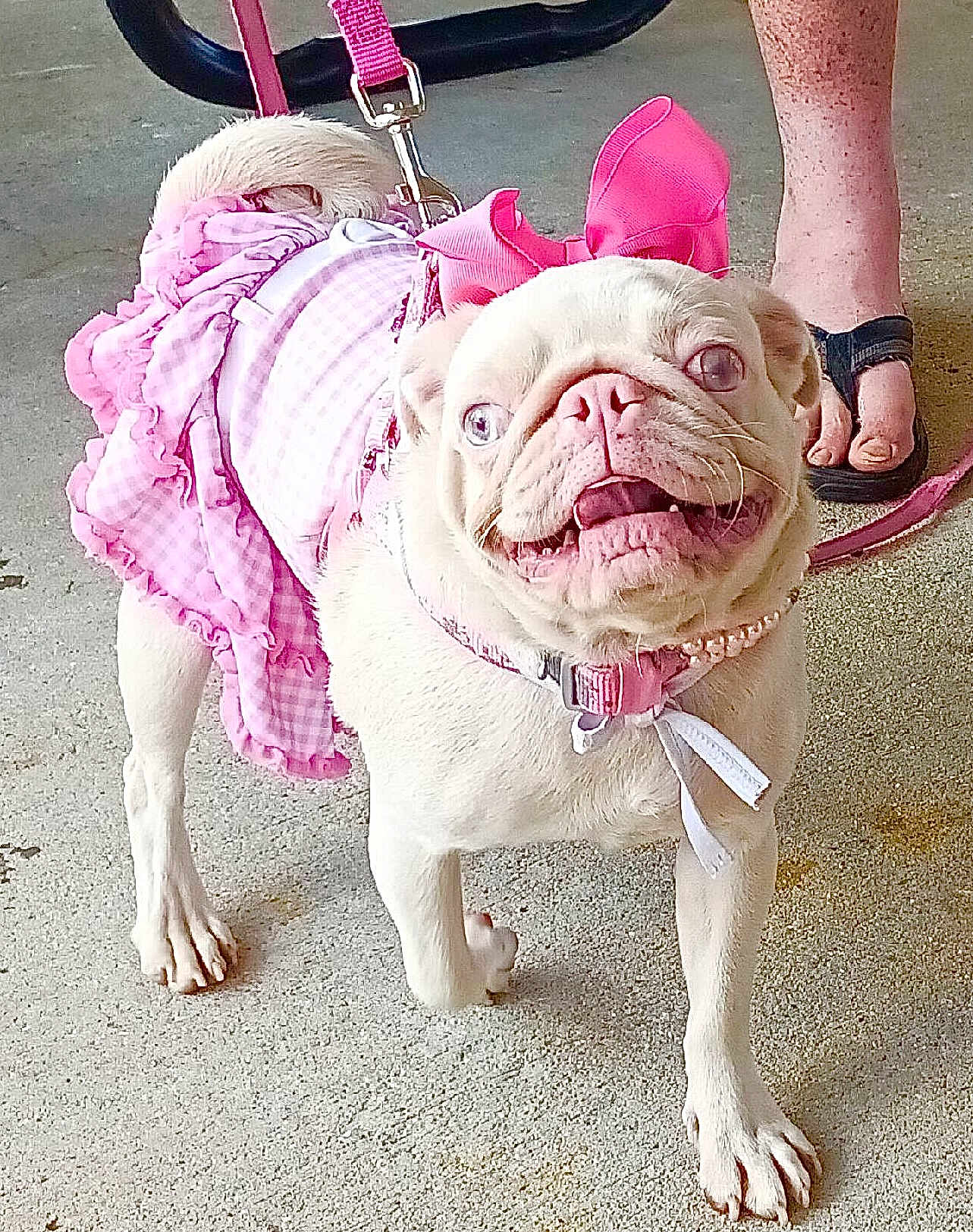 Pinky Pugtunia
