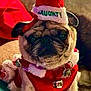 animal, brown_background, christmas, christmas_hat, costume, cute, dog, festive, holiday_outfit, indoor, jingle_bells, naughty, pet, pug, red_clothing, sitting, small_dog, sofa, white_fur_trim, wrinkled_face