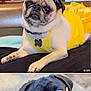 animal, bed, black_dog, close_up, collage, curious, cute, dog, eyes, face, furniture, gallery, indoor, light, outdoor, pet, phone_screenshot, portrait, pug, yellow_dress
