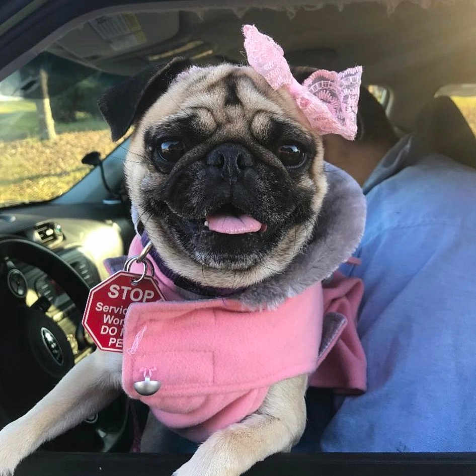 Bella Bug Bone