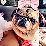 accessory, animal, blanket, car, closeup, collar, cute, dog, funny, glasses, heart_lights, leash, pet, pink_bow, portrait, pug, reflection, seat, sunlight, window