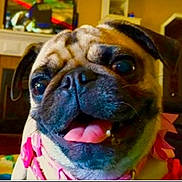 Bella Bug Bone joined the competition — help win amazing prizes! animal, close_up, collar, cute, dog, domestic_animal, expression, face, fireplace, flower, furniture, happy, indoor, living_room, mammal, pet, pink, pug, television, tongue_out