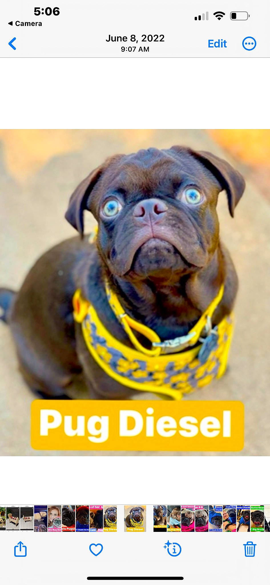 Pug Diesel