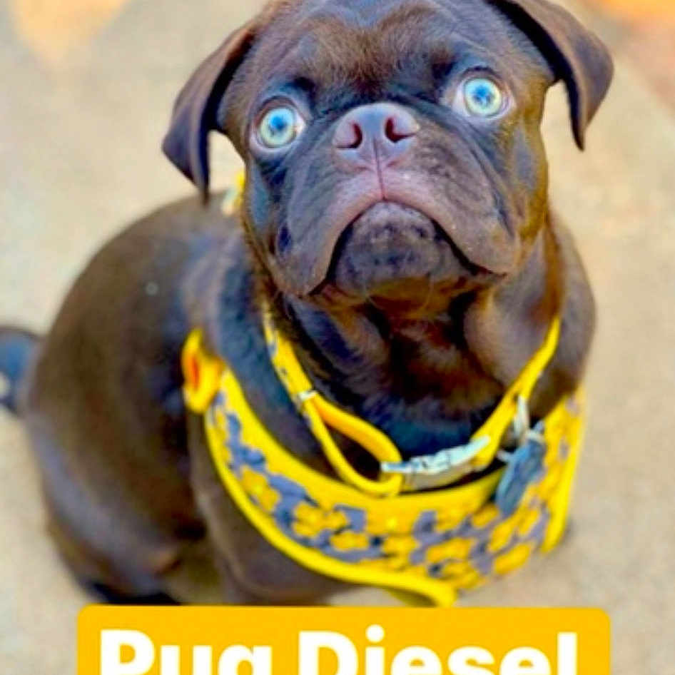 Pug Diesel