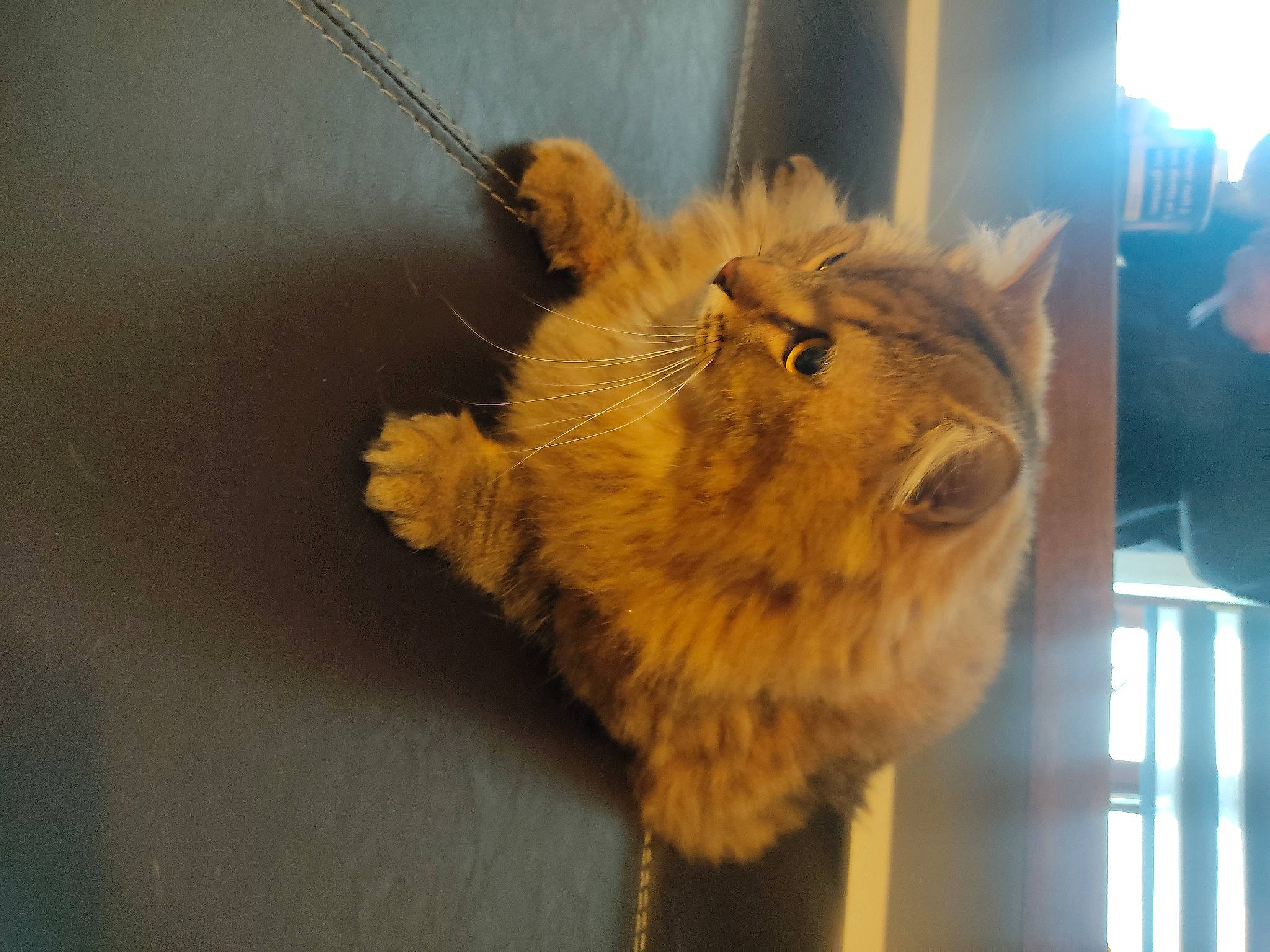 Chiffon participe au concours pour gagner de l'argent avec cette photo : canidae, claw, fawn, feather, fur, groundhog_day, insect, moths_and_butterflies, plush, rodent, snout, stuffed_toy, terrestrial_animal, toy, whiskers, wildlife, wood