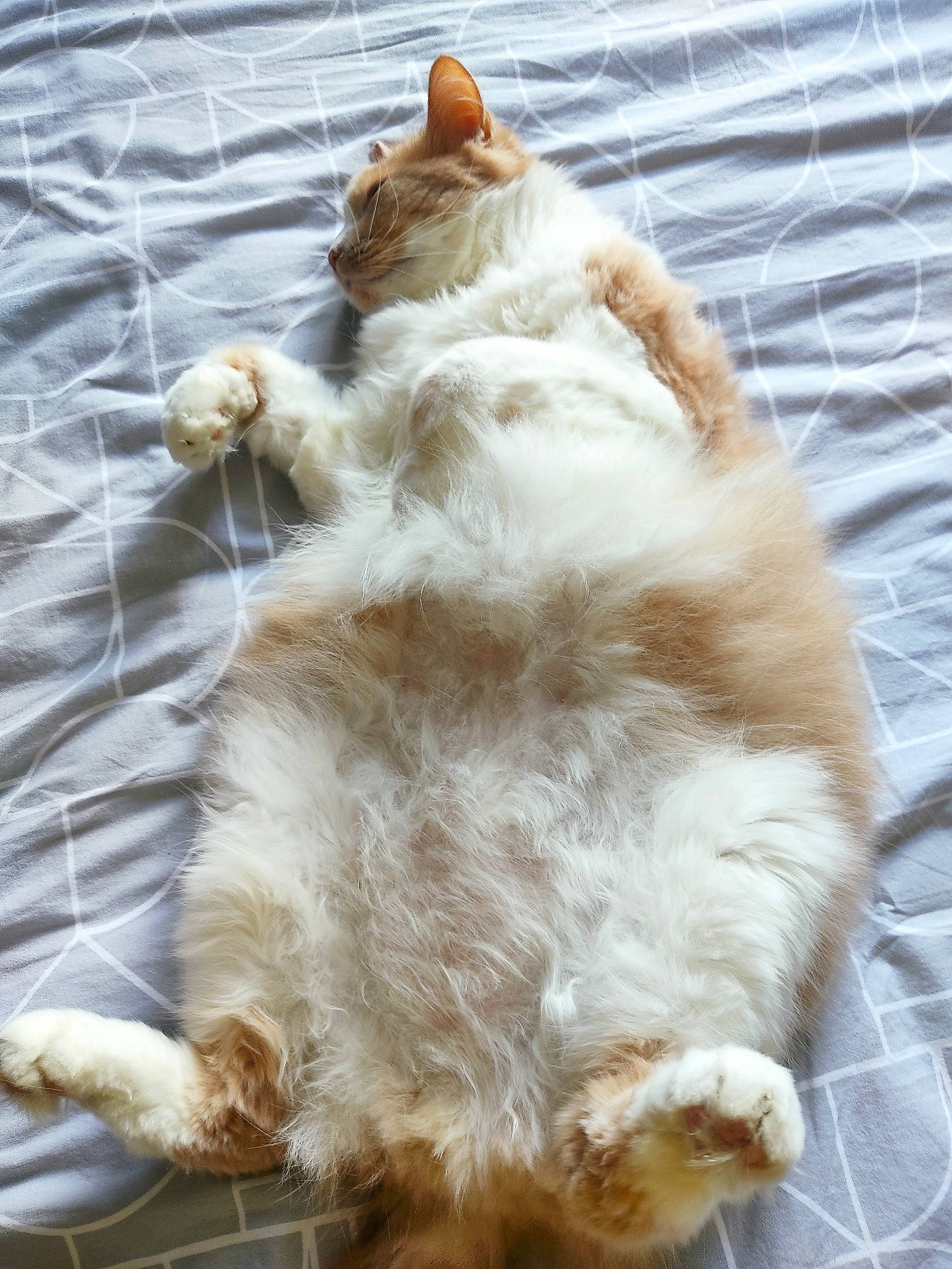 Guizmo participe au concours pour gagner de l'argent avec cette photo : carnivore, cat, claw, domestic_short_haired_cat, fawn, felidae, foot, fur, paw, sitting, small_to_medium_sized_cats, tail, whiskers, wood