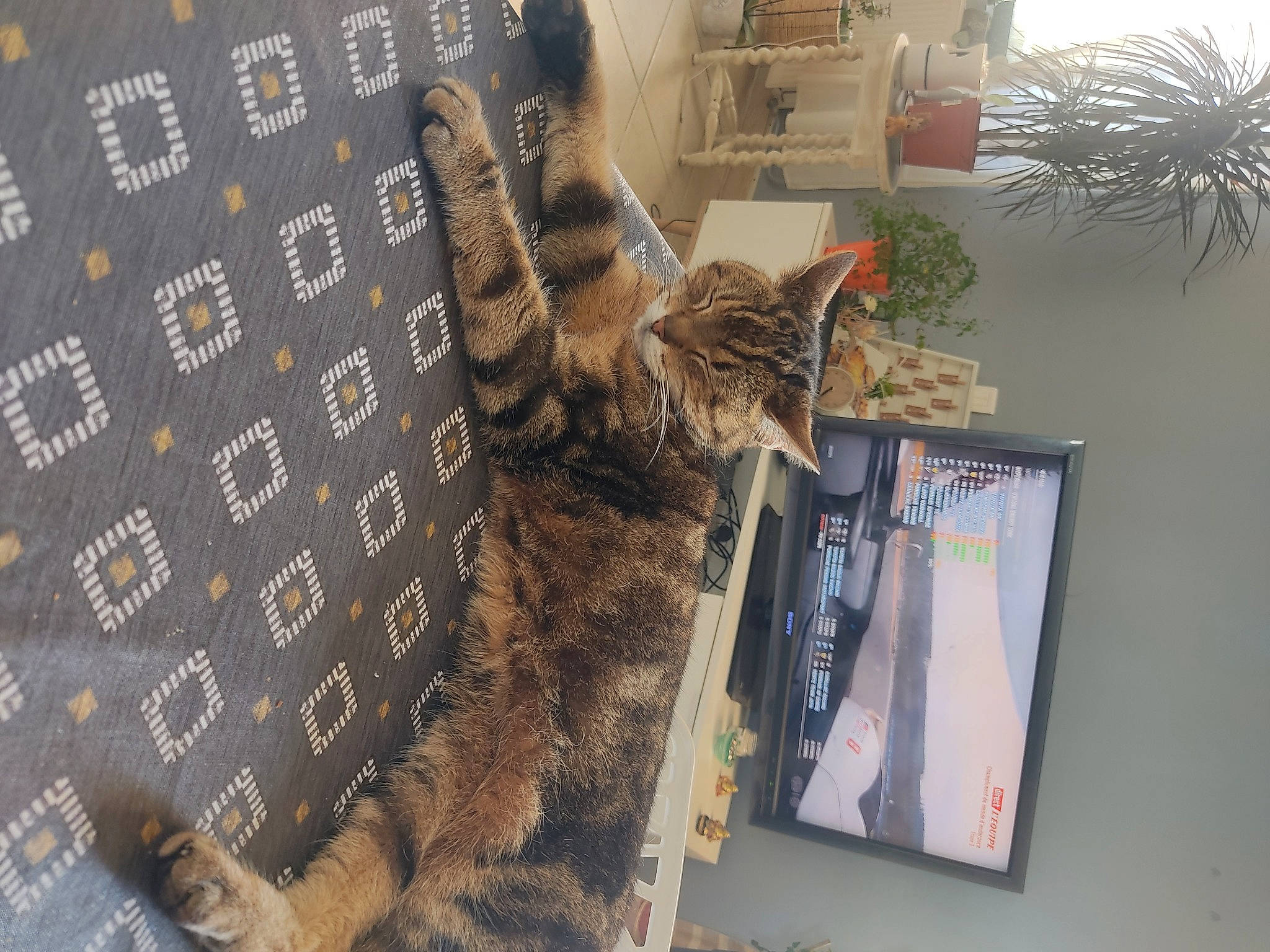 Ronflette a rejoint le concours — aidez-le/la à gagner de superbes lots ! carnivore, cat, domestic_short_haired_cat, felidae, flooring, flowerpot, fur, house, houseplant, organism, pattern, plant, room, shelving, small_to_medium_sized_cats, tail, textile, tree, whiskers, wood