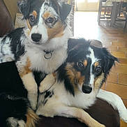 Tokyo Et Uby participe au concours pour gagner de l'argent avec cette photo : dog, pets, indoor, couch, fur, companionship, animal, resting, cute, black, white, brown, collar, ears, eyes, nose, floor, home, furniture, relaxed