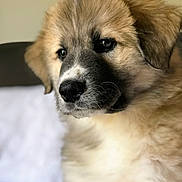 Arya joined the competition — help win amazing prizes! puppy, dog, close_up, fluffy, portrait, animal, pet, young, cute, furry, indoor, soft_light, brown, white, black, nose, ears, whiskers, face, adorable