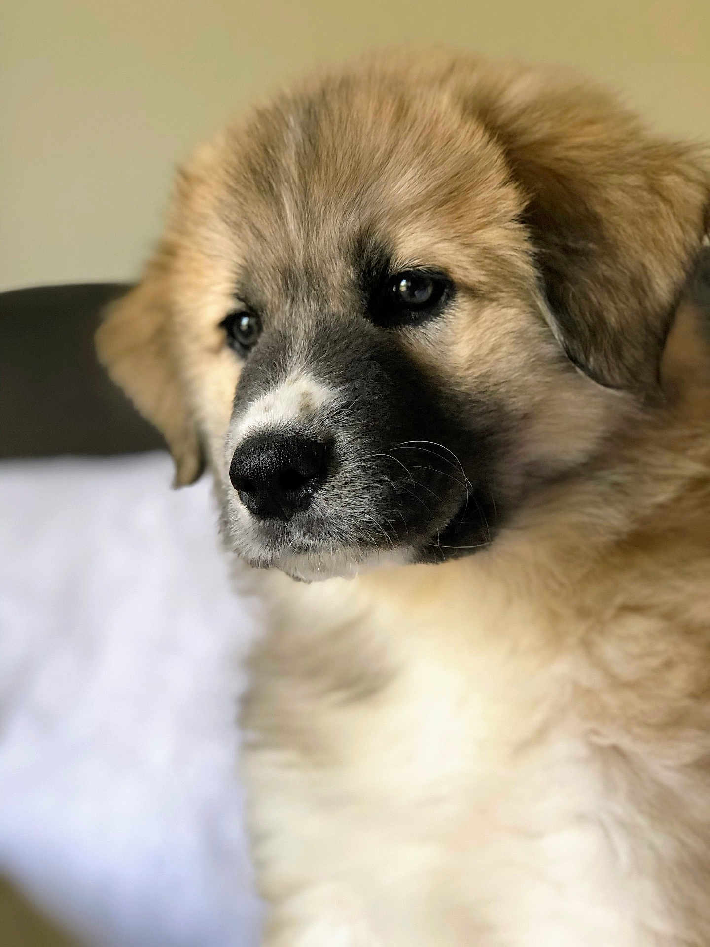Arya joined the competition — help win amazing prizes! puppy, dog, close_up, fluffy, portrait, animal, pet, young, cute, furry, indoor, soft_light, brown, white, black, nose, ears, whiskers, face, adorable