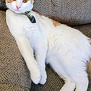 Butters is registered to the contest to win money with this photo: cat, orange_and_white, pet, indoor, couch, feline, relaxed, fur, whiskers, ears, collar, tag, animal, resting, domestic, cute, eyes, paw, texture, seated