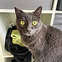 cat, gray_cat, yellow_eyes, feline, pet, indoor, shelf, towels, storage, curious, fur, whiskers, animal, closeup, face, looking, domestic_cat, furniture, household, cute