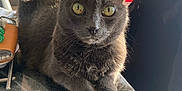 Minette participe au concours pour gagner de l'argent avec cette photo : cat, gray_cat, indoor, table, tablecloth, plant, yellow_eyes, sunlight, domestic_animal, feline, pet, fur, whiskers, ears, resting, close_up, home_decor, living_room, bright, curious