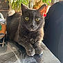 cat, gray_cat, indoor, table, tablecloth, plant, yellow_eyes, sunlight, domestic_animal, feline, pet, fur, whiskers, ears, resting, close_up, home_decor, living_room, bright, curious