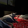 Minette participe au concours pour gagner de l'argent avec cette photo : cat, gray_cat, bed, blanket, red_blanket, patterned_blanket, window, natural_light, indoor, cozy, pet, animal, feline, resting, fur, whiskers, tail, pillow, soft_light, relaxed