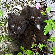 Max Et Sim a rejoint le concours — aidez-le/la à gagner de superbes lots ! kitten, black_cat, blue_eyes, flower, pink_flower, green_leaves, rocky_ground, nature, cute, animal, fur, outdoor, wildlife, pet, small, two_animals, close_together, tongue_out, young, adorable