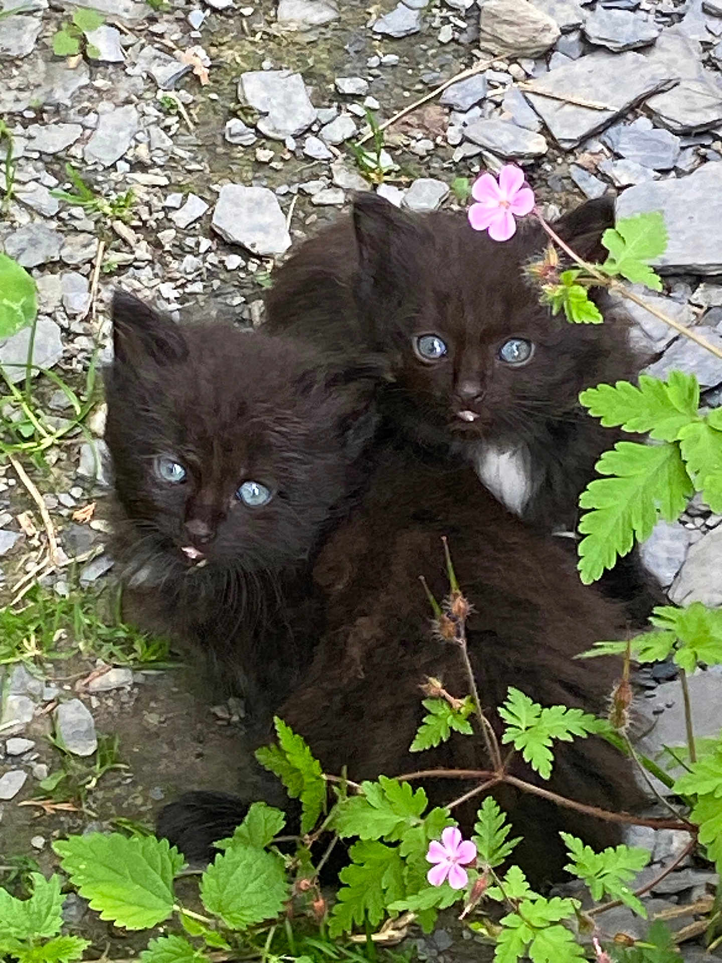 Max Et Sim