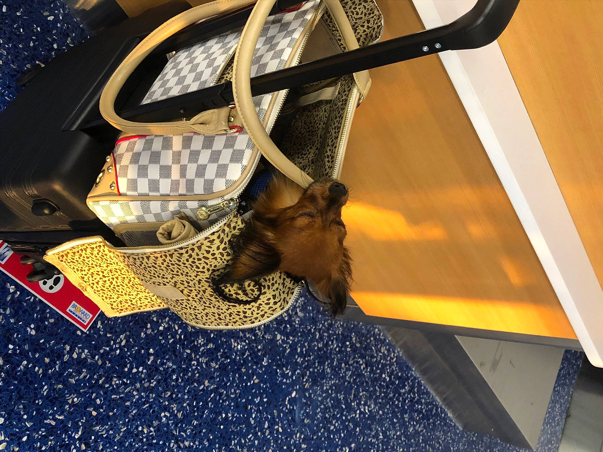 Bentley is registered to the contest to win money with this photo: audio_equipment, auto_part, automotive_exterior, bag, bicycle_tire, carmine, electric_blue, event, eyewear, fashion_accessory, font, hat, luggage_and_bags, metal, pattern, personal_protective_equipment, rim, steering_wheel, wire, wood