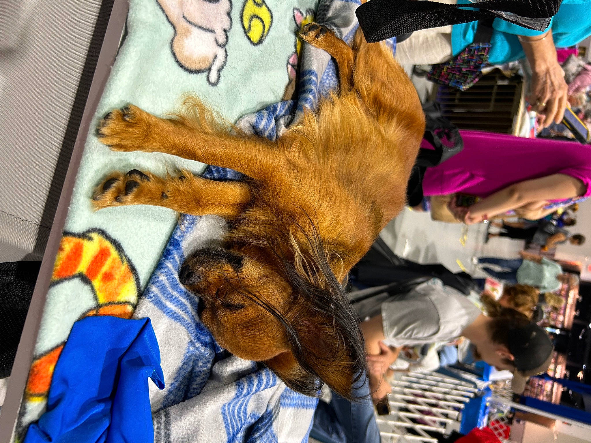 Bentley joined the competition — help win amazing prizes! art, crowd, event, fashion_accessory, fur, hat, livestock, market, public_event, service, snout, street, textile, tradition, visual_arts, working_animal