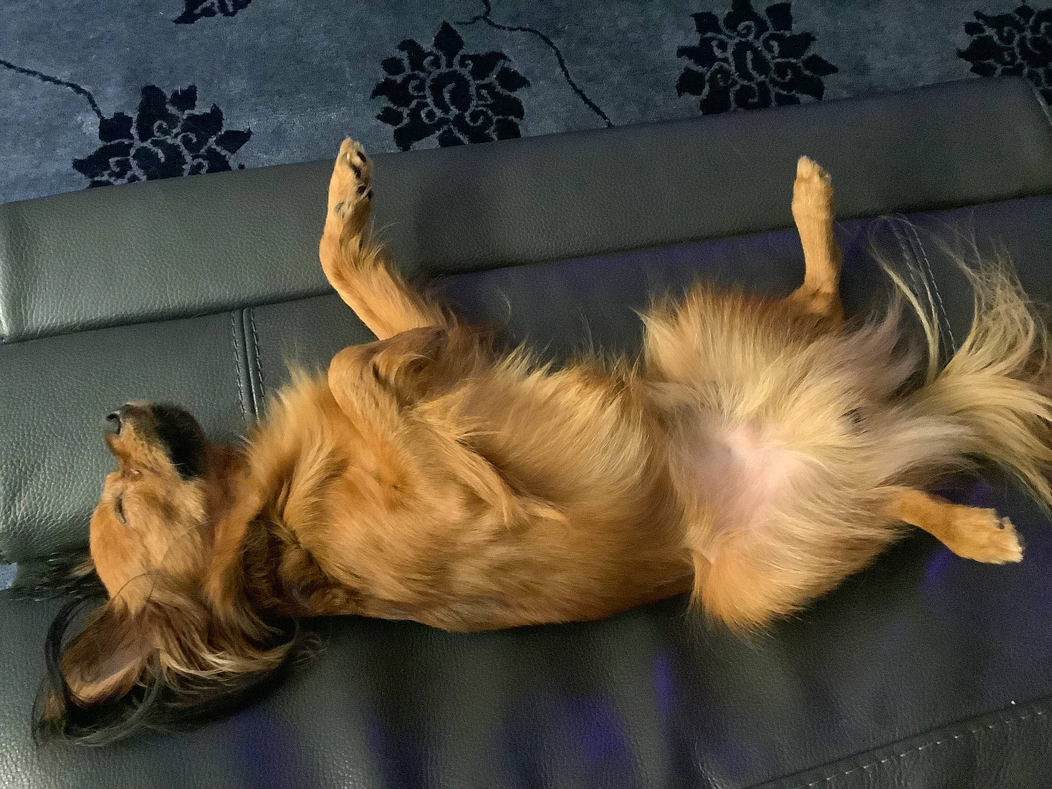 Bentley joined the competition — help win amazing prizes! canidae, carnivore, claw, companion_dog, dog_breed, fawn, felidae, fur, liver, nap, paw, plant, sleep, small_to_medium_sized_cats, sporting_group, tail, toy_dog, whiskers, wildlife, wing