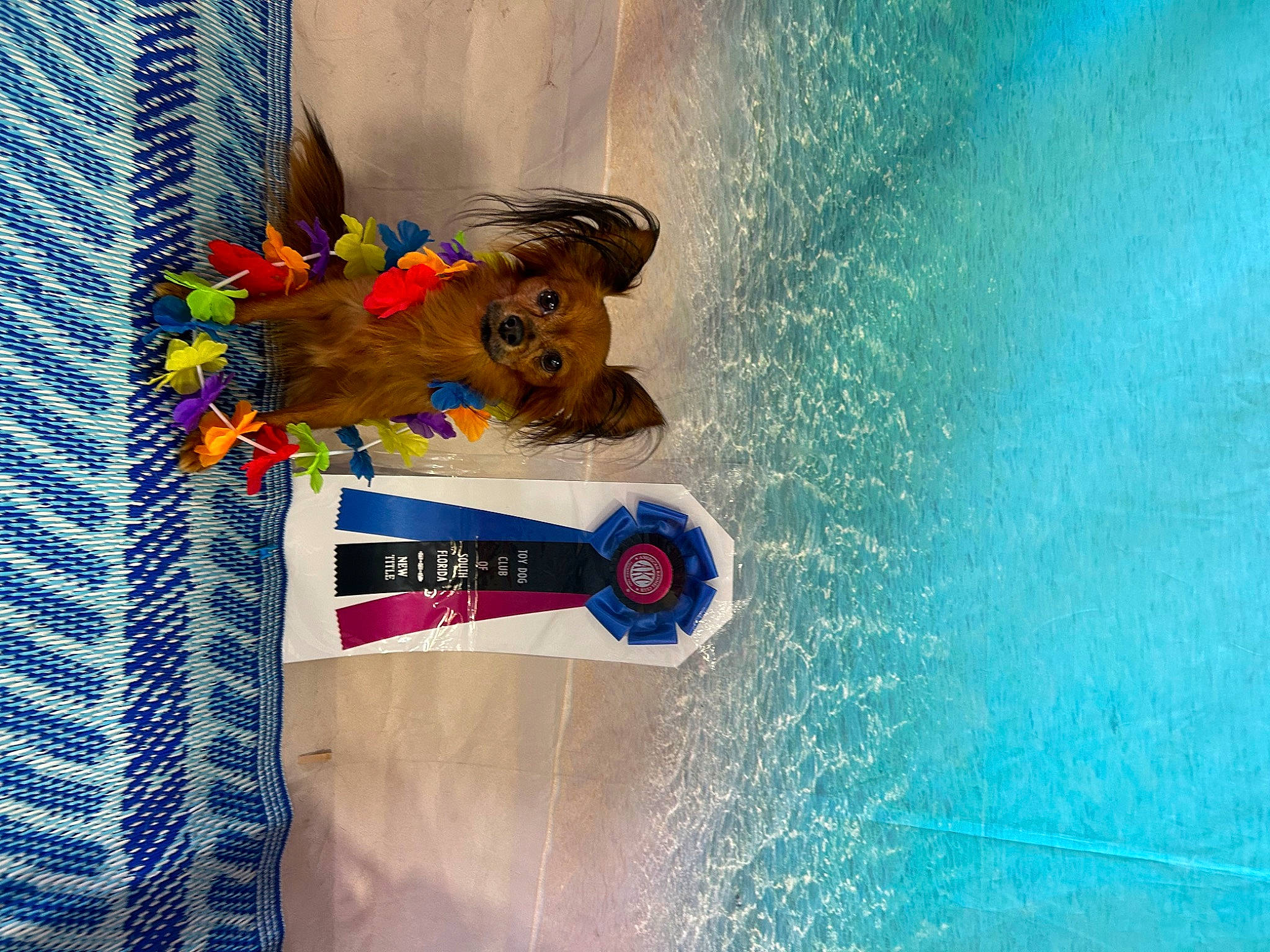 Bentley joined the competition — help win amazing prizes! azure, blue, electric_blue, fun, happy, leisure, recreation, swimming_pool, toy, water, world