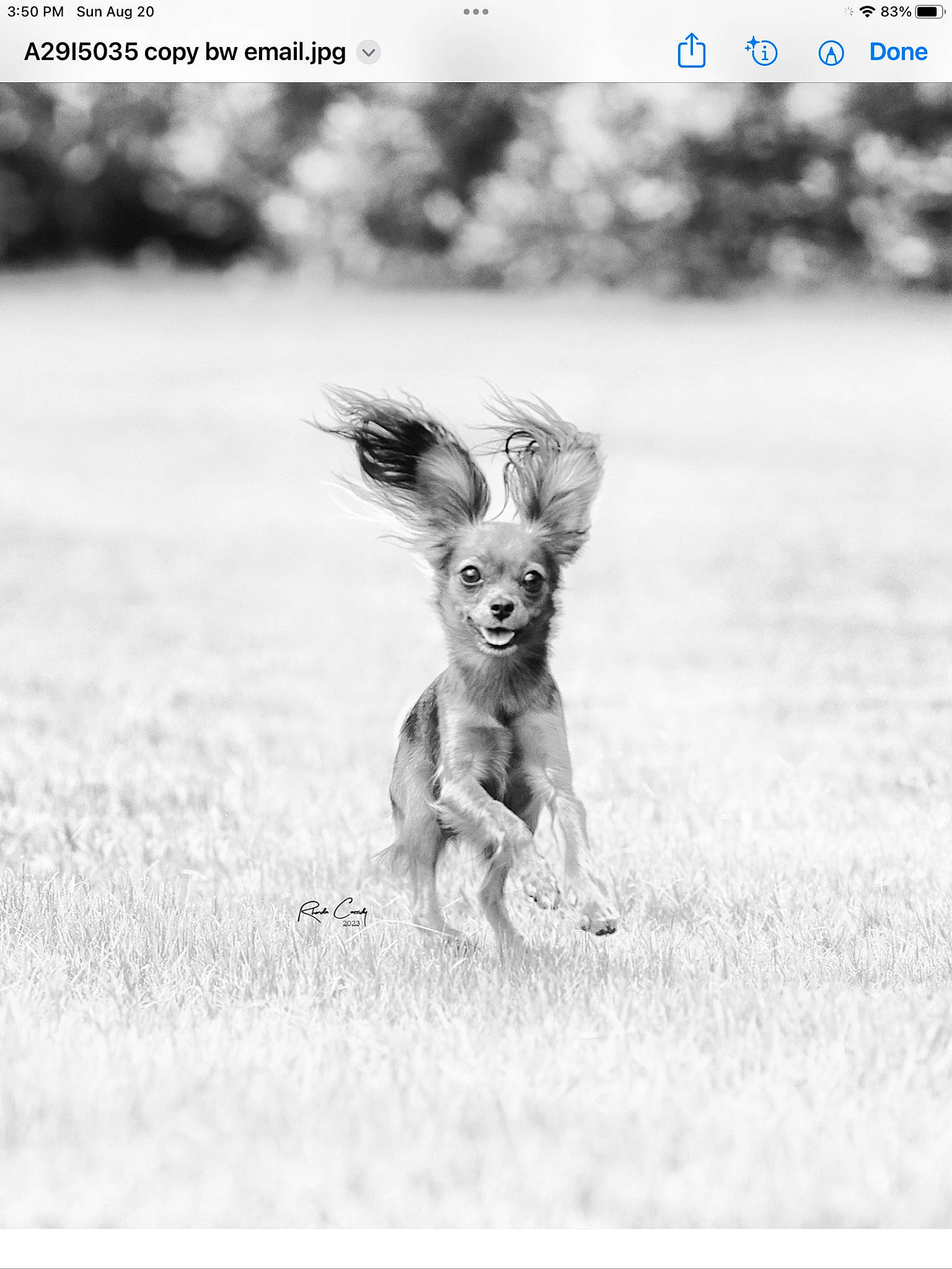 Porsche is registered to the contest to win money with this photo: canidae, dog_breed, fawn, fictional_character, font, grass, happy, monochrome, monochrome_photography, mythical_creature, paw, photo_caption, screenshot, snout, soil, stock_photography, style, tail, terrestrial_animal, wildlife