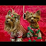 dog, yorkshire_terrier, pet, animal, holiday_outfit, festive_clothing, red_background, bow, socks, cute, small_dog, fur, portrait, indoor, two_dogs, christmas_theme, seated, looking_at_camera, decorative, cozy