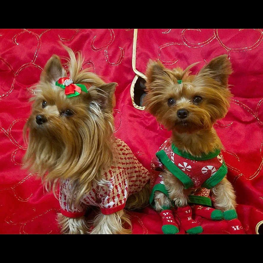 Caliopy And Daisy joined the competition — help win amazing prizes! animal, bow, christmas_theme, cozy, cute, decorative, dog, festive_clothing, fur, holiday_outfit, indoor, looking_at_camera, pet, portrait, red_background, seated, small_dog, socks, two_dogs, yorkshire_terrier